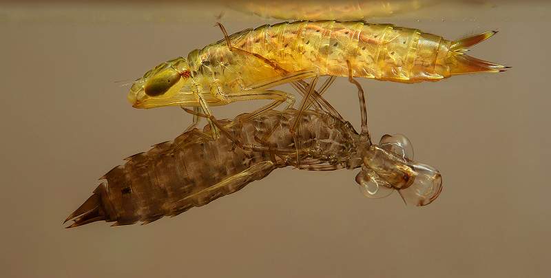 Southern Hawker Nymph and Exuvia_David Schenck.jpg